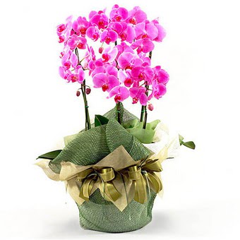 stanbul ataahir ieki telefonlar 0 - 212 - 2111508  2 dal orkide , 2 kkl orkide - saksi iegidir
