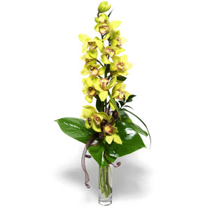  stanbul mraniye iek yollayarak sevdiklerinizi martn  1 dal orkide iegi - cam vazo ierisinde -