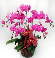 6 Dall mor orkide iei  istanbul karaky iek online iek siparii 