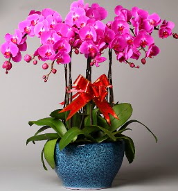 7 dall mor orkide  istanbul mraniye iek maazas , ieki adresleri 