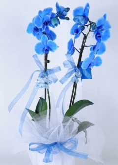 2 dall mavi orkide  imdi harika ve ucuz iek siparii vermek zeresiniz imdi satn al diyin 