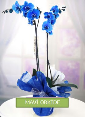 2 dall mavi orkide  yurt d iek siparii vermek iin doru yerdesiniz. Bizi arayn 0 - 216 - 3860018 
