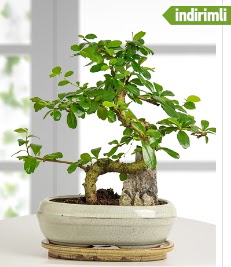 S eklinde ithal gerek bonsai japon aac  imdi harika ve ucuz iek siparii vermek zeresiniz imdi satn al diyin 
