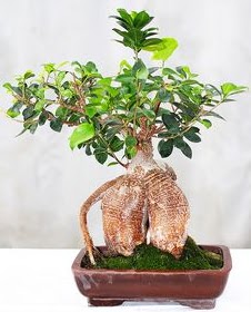 Japon aac bonsai saks bitkisi  bu kadar etkileyici iekleri hemen imdi sipari edin 
