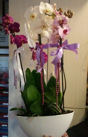 Mor ve beyaz ve pembe 6 dall orkide  bu kadar etkileyici iekleri hemen imdi sipari edin 