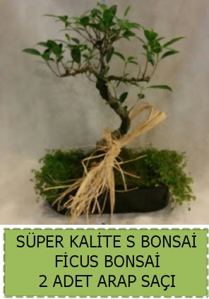 Ficus S Bonsai ve arap sa  stanbul bahelieler nternetten iek siparii verebilirsiniz. 