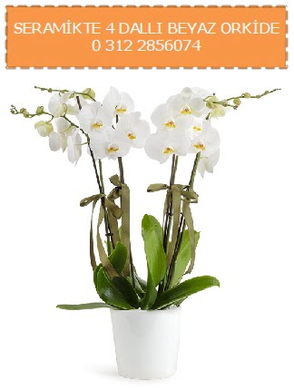 Seramikte 4 dall beyaz orkide  yurt d iek siparii vermek iin doru yerdesiniz. Bizi arayn 0 - 216 - 3860018 