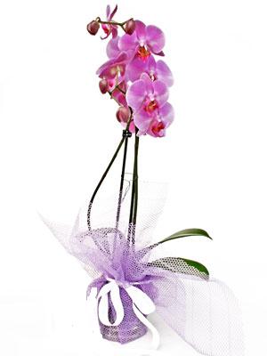  istanbul karaky iek online iek siparii  Kaliteli ithal saksida orkide