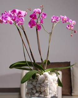  sizlerin istekleri dorultusunda zel iek tasarmlar yapyoruz  2 dal orkide cam yada mika vazo ierisinde