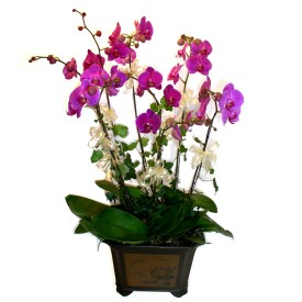  hediye rnlerimiz sizlere zel hazrlanmaktadr  4 adet orkide iegi