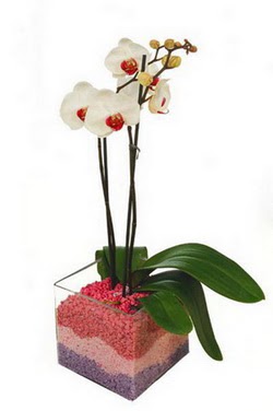  istanbul mraniye anadolu ve avrupa yakas hzl kaliteli ieki dkkan  tek dal cam yada mika vazo ierisinde orkide