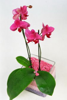  Yllarn deneyimi ve birikimi ile sizlere zel iek buketleri yapyoruz  tek dal cam yada mika vazo ierisinde orkide