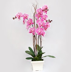  istanbul kartal iekileri iinde lider ieki firmamz sizler sayesinde bymektedir  2 adet orkide - 2 dal orkide