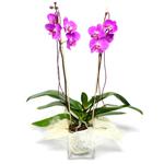  sitemizden her saat kredi kart ile sipari verebilirsiniz  Cam yada mika vazo ierisinde  1 kk orkide