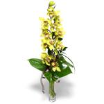  stanbul ataahir ieki telefonlar 0 - 212 - 2111508  cam vazo ierisinde tek dal canli orkide