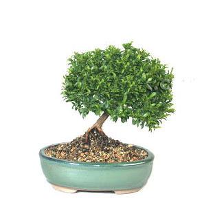 ithal bonsai saksi iegi  istanbul kartal iekileri iinde lider ieki firmamz sizler sayesinde bymektedir 