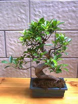 ithal bonsai saksi iegi  istanbul avclar iek servisi , ieki adresleri 