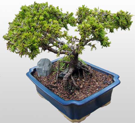 ithal bonsai saksi iegi  Yllarn deneyimi ve birikimi ile sizlere zel iek buketleri yapyoruz 