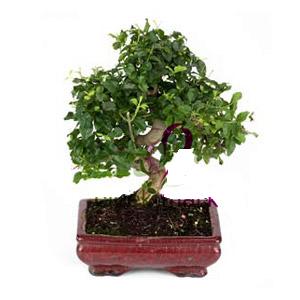 ithal bonsai saksi iegi  istanbul karaky iek online iek siparii 