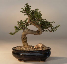 ithal bonsai saksi iegi  istanbul kadky iin sevgilime en gzel hediye iek ve doru yerdesiniz 
