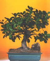  stanbul bahelieler nternetten iek siparii verebilirsiniz.  ithal bonsai saksi iegi  istanbul eminn 14 ubat sevgililer gn iek siparii verin mutlu edin 