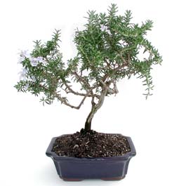 ithal bonsai saksi iegi  stanbul bahelieler nternetten iek siparii verebilirsiniz. 