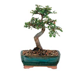  iek bykekmece sitemizden yeliksiz online sipari verebilirsiniz  ithal bonsai saksi iegi  stanbul avclar iek gnderme firmas 