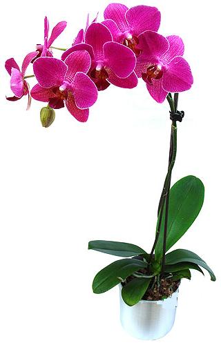  Yllarn deneyimi ve birikimi ile sizlere zel iek buketleri yapyoruz  saksi orkide iegi
