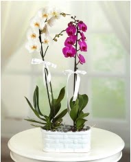 1 dal beyaz 1 dal mor yerli orkide saksda  istanbul skdar iekileri firmamz kaliteli taze ve ucuz iekler sunar 