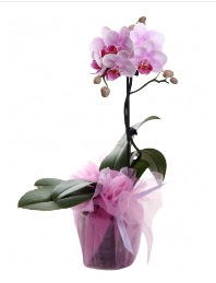 1 dal pembe orkide saks iei  istanbul pendik online ieki , iek siparii 