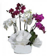 4 dal mor orkide 2 dal beyaz orkide  istanbul karaky iek online iek siparii 