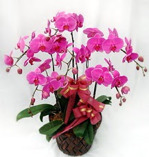 6 Dall mor orkide iei  istanbul karaky iek online iek siparii 