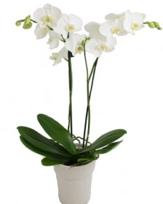 2 dall beyaz orkide  istanbul mraniye anadolu ve avrupa yakas hzl kaliteli ieki dkkan 