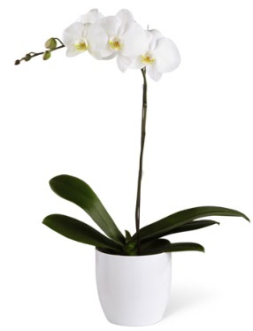 1 dall beyaz orkide  istanbul kadky iin sevgilime en gzel hediye iek ve doru yerdesiniz 