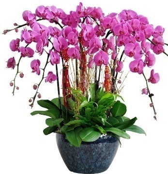 9 dall mor orkide  istanbul kadky iin sevgilime en gzel hediye iek ve doru yerdesiniz 