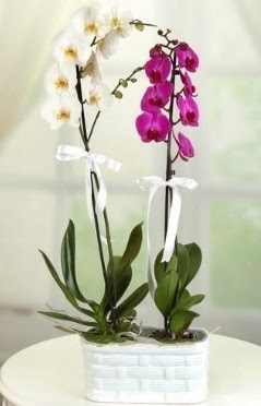 1 mor 1 dal beyaz thal orkide sepet ierisinde  istanbul beikta gvenli kaliteli hzl iek 
