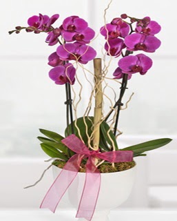 2 dall nmor orkide  istanbul karaky iek online iek siparii 