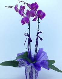 2 dall mor orkide  istanbul pendik online ieki , iek siparii 