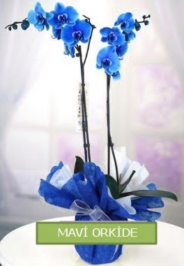 2 dall mavi orkide  yurt d iek siparii vermek iin doru yerdesiniz. Bizi arayn 0 - 216 - 3860018 