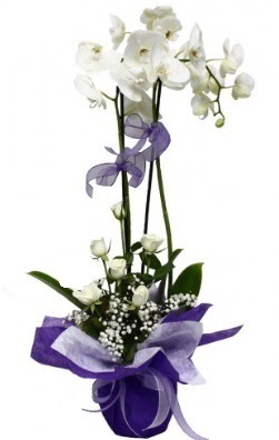 2 dall beyaz orkide 5 adet beyaz gl  Yllarn deneyimi ve birikimi ile sizlere zel iek buketleri yapyoruz 