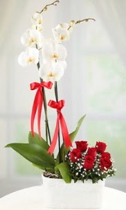 2 dall beyaz orkide ve 7 krmz gl  iek bykekmece sitemizden yeliksiz online sipari verebilirsiniz 