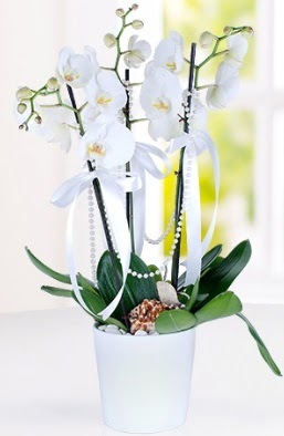 3 dall beyaz orkide  stanbul mraniye iek yollayarak sevdiklerinizi martn 