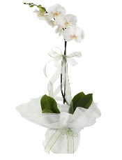1 dal beyaz orkide iei  istanbul beikta anneler gn iek yollamak iin doru yerdesiniz satn al demeniz kafi 