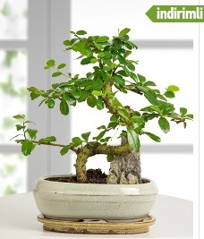 S eklinde ithal gerek bonsai japon aac  imdi harika ve ucuz iek siparii vermek zeresiniz imdi satn al diyin 