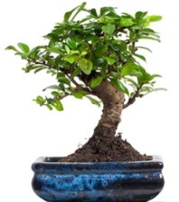 5 yanda japon aac bonsai bitkisi  sitemizden her saat kredi kart ile sipari verebilirsiniz 