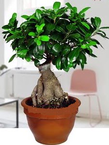 5 yanda japon aac bonsai bitkisi  istanbul pendik iinde muhteem ve etkili hediyelikler 