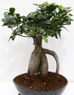 Japon aac bonsai saks bitkisi  stanbul mraniye iek yollayarak sevdiklerinizi martn 