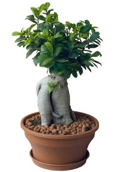 Japon aac bonsai saks bitkisi  stanbul skdar her semtine iek gnderin 