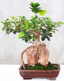 Japon aac bonsai saks bitkisi  bu kadar etkileyici iekleri hemen imdi sipari edin 