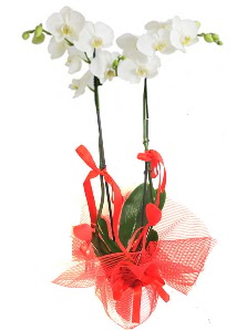 2 dall beyaz orkide bitkisi  istanbul mraniye anadolu ve avrupa yakas hzl kaliteli ieki dkkan 